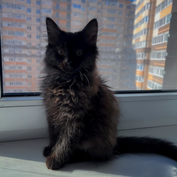 Pushka